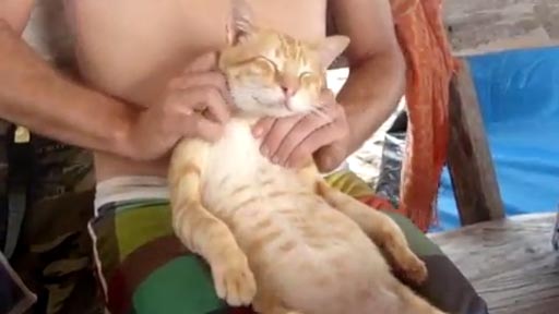 Masaje para el gato