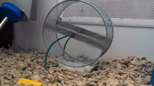 Hamster en la rueda
