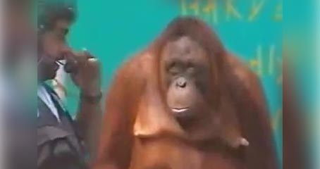 Orangutn mago