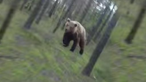 Huyendo de un oso
