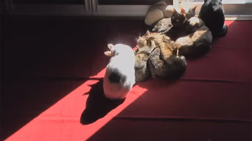 Los gatos y el sol