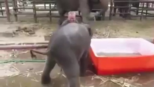 Baño de bebé elefante