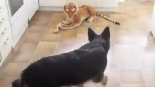 Perro Vs tigre