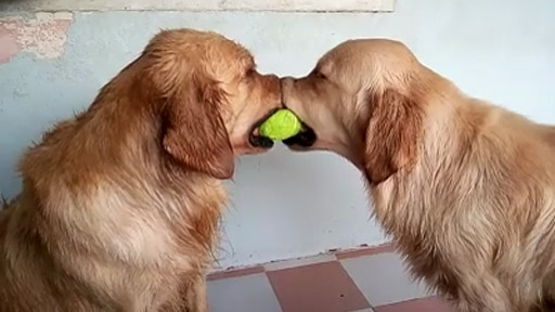 2 Perros 1 pelota
