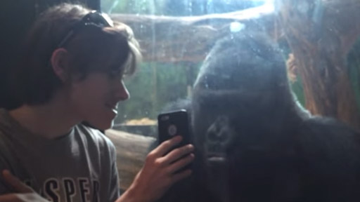Gorila viendo fotos
