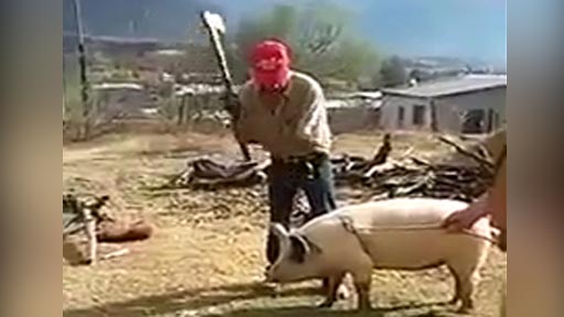 Matando un cerdo