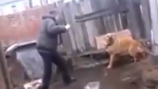 Provocando al perro