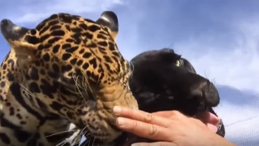 Pantera y leopardo