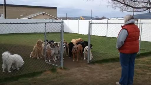 16 perros llamados por su nombre 