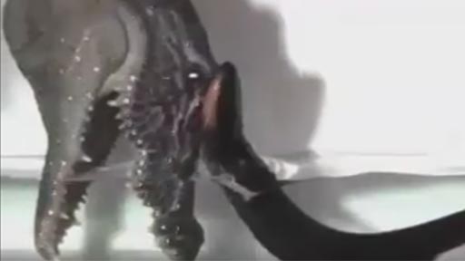 El peligroso ataque de una anguila elctrica
