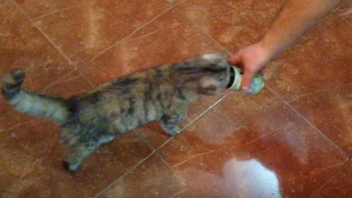  La reacción de este gato al oler una lata de aceitunas