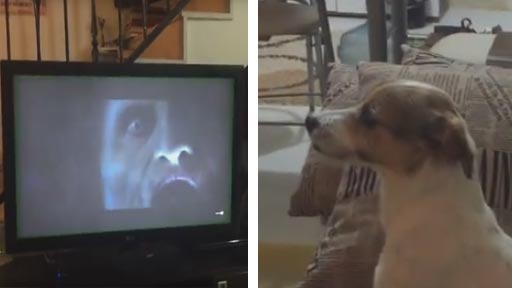 Un perro viendo una película de terror