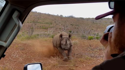 Rinoceronte directo al coche