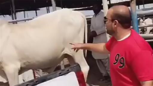 Nunca le hagas cosquillas a una vaca