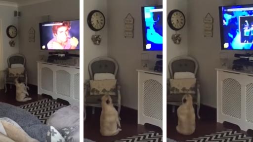 Bulldog francs bailando frente al televisor