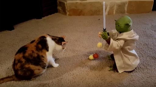 Gato entretenido con Yoda