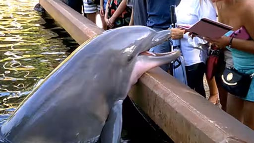 Delfín roba el iPad a una chica