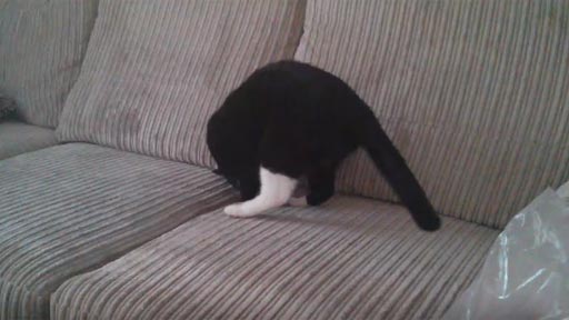 Un gato tragado por un sofá