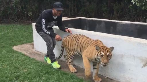 Hamilton asustando a un tigre