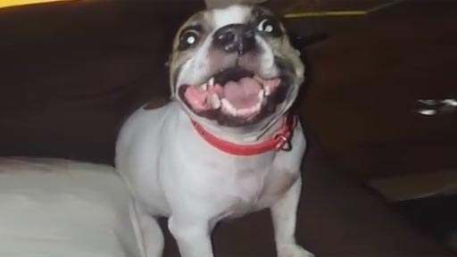 La peculiar manera de estornudar de este perro