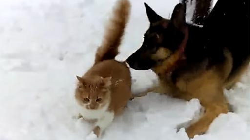 Un perro y un gato en la nieve