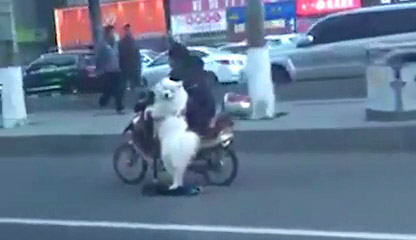 China, ese pas donde puedes encontrarte a un perro circulando en patinete elctrico