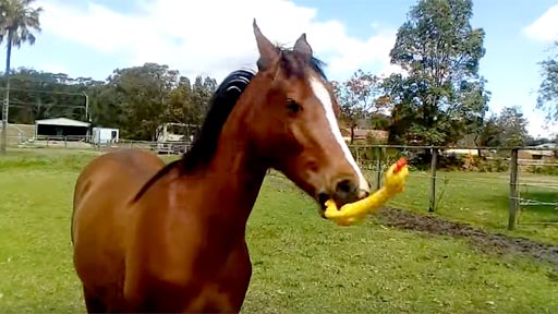 Un caballo feliz con un pollo de goma