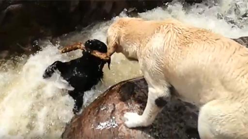 Un perro salvó a otro en la cascada