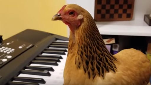 Una gallina tocando al piano 'America the Beautiful'