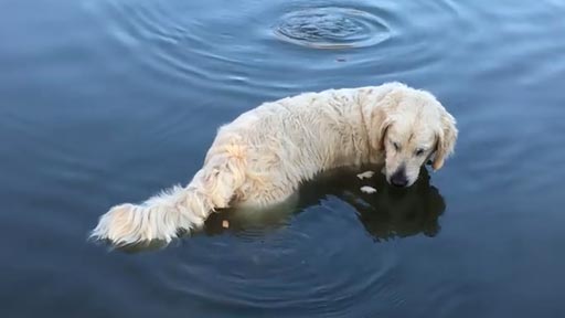 La tcnica para pescar de este perro