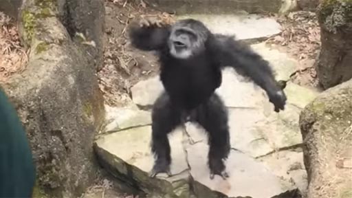 Un chimpanc le lanza un regalo a una anciana