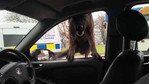 Espectacular entrada de un perro polica en un coche sospechoso