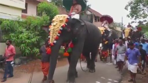 Nunca camines junto a un elefante
