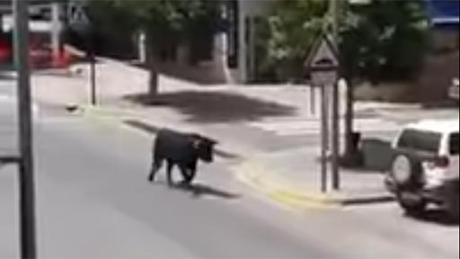 Un toro anda suelto por la calle