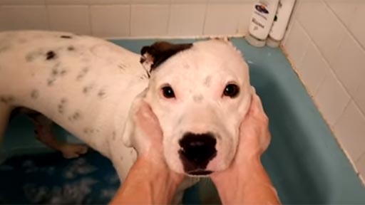 Bañando al perro