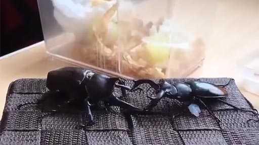 Pelea de escarabajos