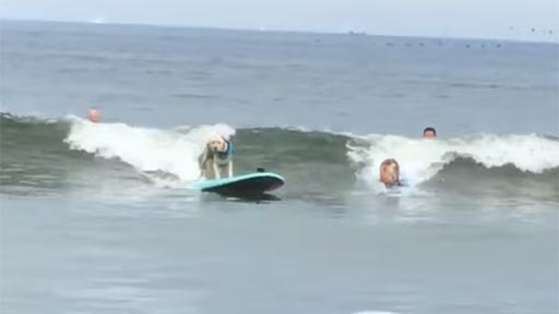 Dos perros surfeando