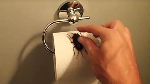 Cucaracha en el papel higinico