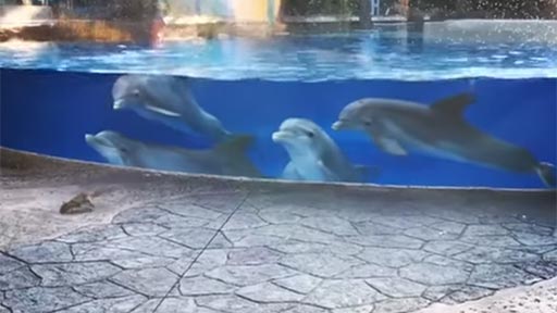 Delfines viendo ardillas