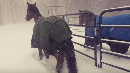 La reaccin de dos caballos al ver la nieve