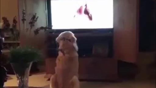 Perro embobado viendo la tele