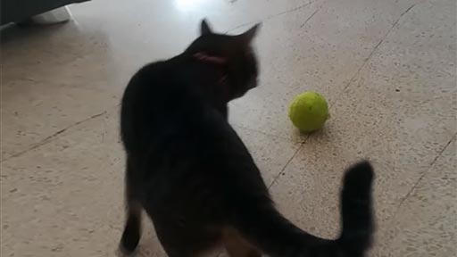Jugando con la pelota