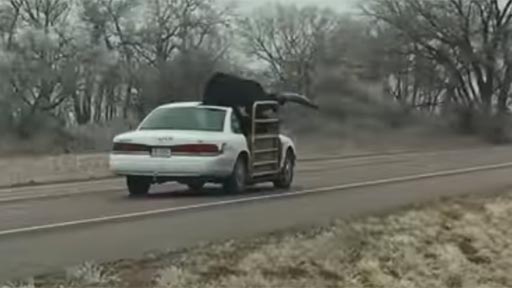Transportando un toro en un coche