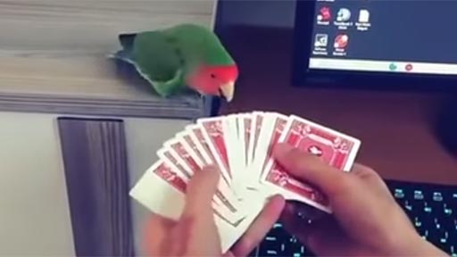 Un juego de magia con cartas
