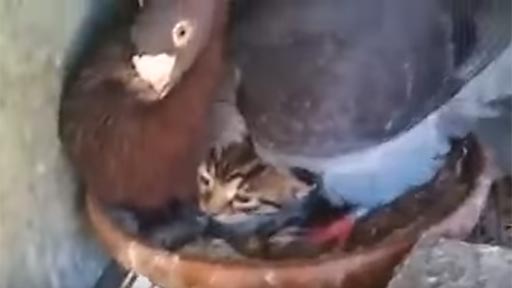Una paloma cuidando de un gato