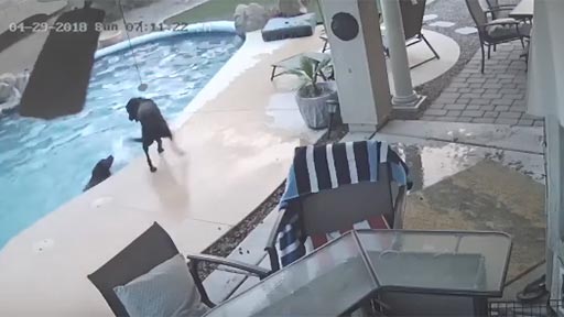 Un perro salva a su amigo en la piscina