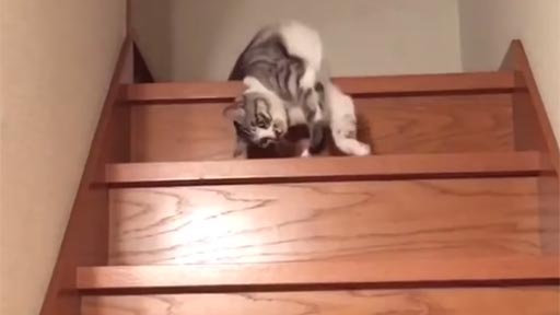 Así baja mi gato las escaleras