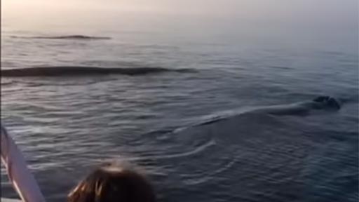 Triple salto de ballenas