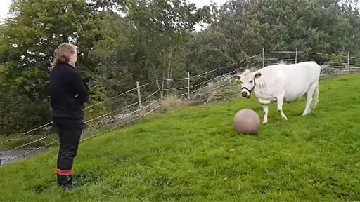 La vaca con complejo de perro