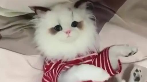 Un lindo gatito con sorpresa